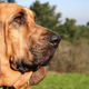 Illustration for article titled College students can track scents like bloodhounds